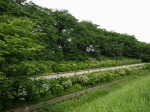 県営権現堂公園（幸手市権現堂堤）の写真のサムネイル写真10