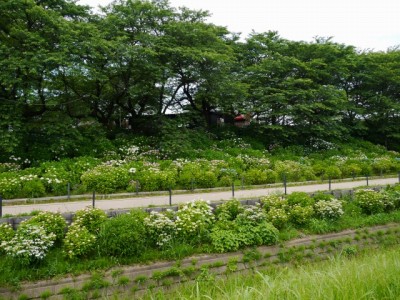 県営権現堂公園（幸手市権現堂堤）の写真13