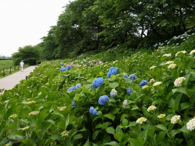 県営権現堂公園（幸手市権現堂堤）の写真14