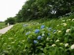 県営権現堂公園（幸手市権現堂堤）の写真のサムネイル写真14