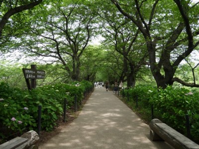 県営権現堂公園（幸手市権現堂堤）の写真15