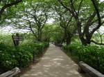 県営権現堂公園（幸手市権現堂堤）の写真のサムネイル写真15