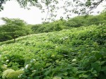 県営権現堂公園（幸手市権現堂堤）の写真のサムネイル写真22
