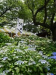 県営権現堂公園（幸手市権現堂堤）の写真のサムネイル写真24