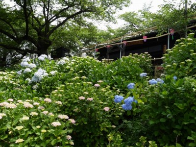 県営権現堂公園（幸手市権現堂堤）の写真25