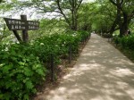 県営権現堂公園（幸手市権現堂堤）の写真のサムネイル写真26