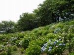 県営権現堂公園（幸手市権現堂堤）の写真のサムネイル写真29