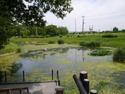 県営権現堂公園（幸手市権現堂堤）の写真30