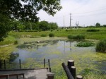 県営権現堂公園（幸手市権現堂堤）の写真のサムネイル写真30