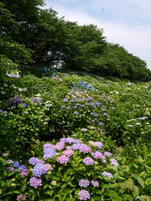 県営権現堂公園（幸手市権現堂堤）の写真37