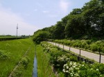 県営権現堂公園（幸手市権現堂堤）の写真のサムネイル写真42