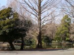 大宮公園の写真のサムネイル写真6