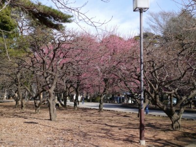 大宮公園の写真14