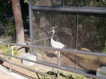 大宮公園小動物園の写真のサムネイル写真6