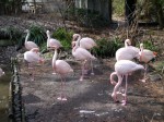 大宮公園小動物園の写真のサムネイル写真8