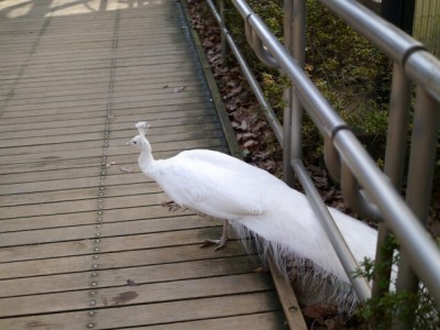 大宮公園小動物園の写真9