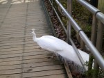 大宮公園小動物園の写真のサムネイル写真9