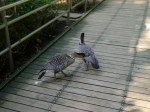 大宮公園小動物園の写真のサムネイル写真15