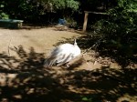 大宮公園小動物園の写真のサムネイル写真17