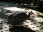 大宮公園小動物園の写真のサムネイル写真21