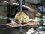 大宮公園小動物園の写真のサムネイル写真23