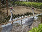 大崎公園の写真のサムネイル写真15