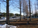 大崎公園の写真のサムネイル写真23