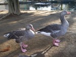 大崎公園の写真のサムネイル写真31