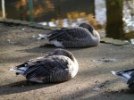 大崎公園の写真のサムネイル写真40