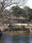 岩槻城址公園の写真のサムネイル写真13