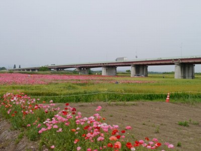 こうのす花まつりの写真