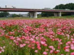 こうのす花まつりの写真のサムネイル写真6