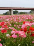 こうのす花まつりの写真のサムネイル写真7