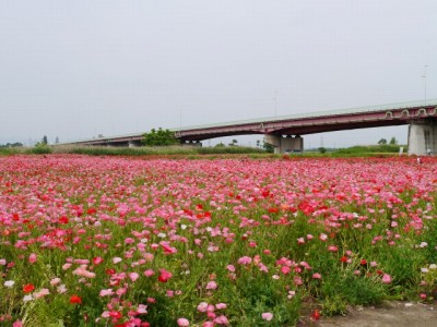 こうのす花まつりの写真8