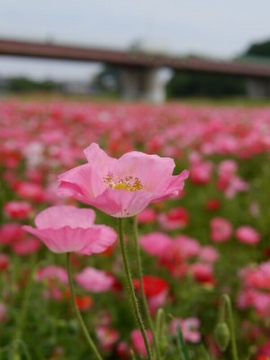 こうのす花まつりの写真10