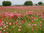 こうのす花まつりの写真のサムネイル写真14