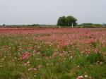 こうのす花まつりの写真のサムネイル写真15