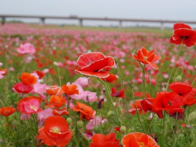 こうのす花まつりの写真17