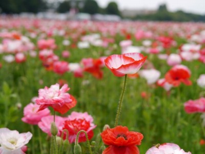 こうのす花まつりの写真18