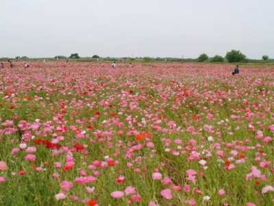 こうのす花まつりの写真20