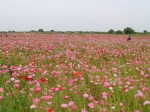 こうのす花まつりの写真のサムネイル写真20