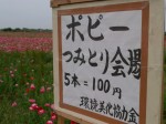 こうのす花まつりの写真のサムネイル写真23