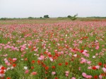 こうのす花まつりの写真のサムネイル写真24