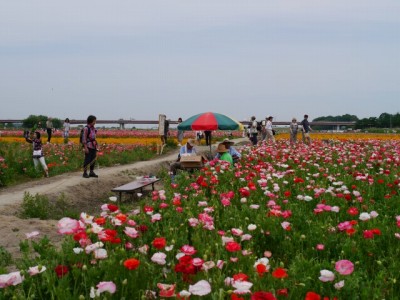 こうのす花まつりの写真25