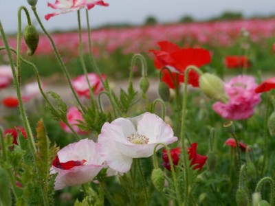 こうのす花まつりの写真27