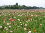 こうのす花まつりの写真のサムネイル写真28