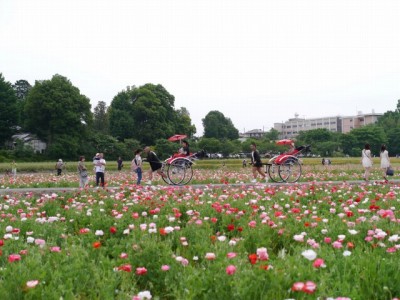 こうのす花まつりの写真29