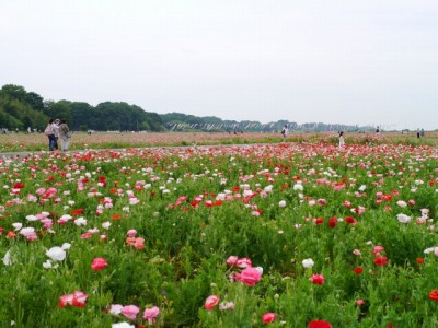 こうのす花まつりの写真30