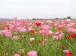 こうのす花まつりの写真のサムネイル写真31