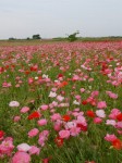 こうのす花まつりの写真のサムネイル写真32